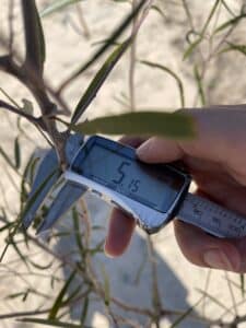 Measuring the stem diameter of a juvenile Acacia acuminata ('Jam wattle').