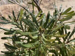 Juvenile Banksia prionotes ('Acorn banksia')