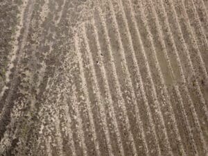 bird eyes drone image of mounded planting rows
