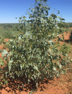 Young eucalyptus trees in orange soil
