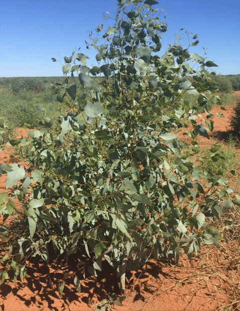 Young eucalyptus trees in orange soil