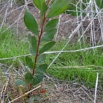 An Acacia myrtifolia ('Myrtle Wattle') seedling