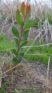 An Acacia myrtifolia ('Myrtle Wattle') seedling
