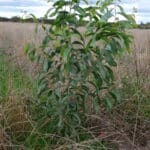 Acacia microbotrya ('Manna Wattle')