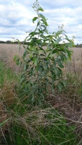 Acacia microbotrya ('Manna Wattle')