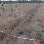 A monitoring plot measured out with a tape measure