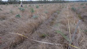 A monitoring plot measured out with a tape measure