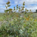 A thriving Eucalyptus decipiens ('Redheart') spotted during the site visit.