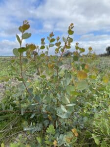 A thriving Eucalyptus decipiens ('Redheart') spotted during the site visit.