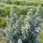 A thriving Atriplex nummularia ('Old Man Saltbush')