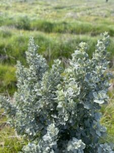 A thriving Atriplex nummularia ('Old Man Saltbush')