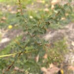 Close up of an Acacia pulchella goadbyi.