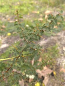 Close up of an Acacia pulchella goadbyi.