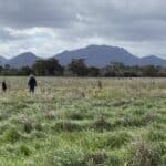 Two people walking in a field with mountain ranges and trees in the background