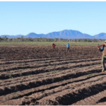 People standing in and between planting around ready to plant