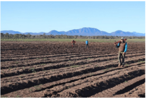 People standing in and between planting around ready to plant