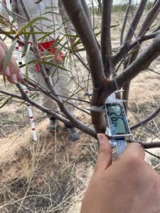 Measuring the width of an Acacia acuminata ('Jam wattle') stem with a DBH measurer.