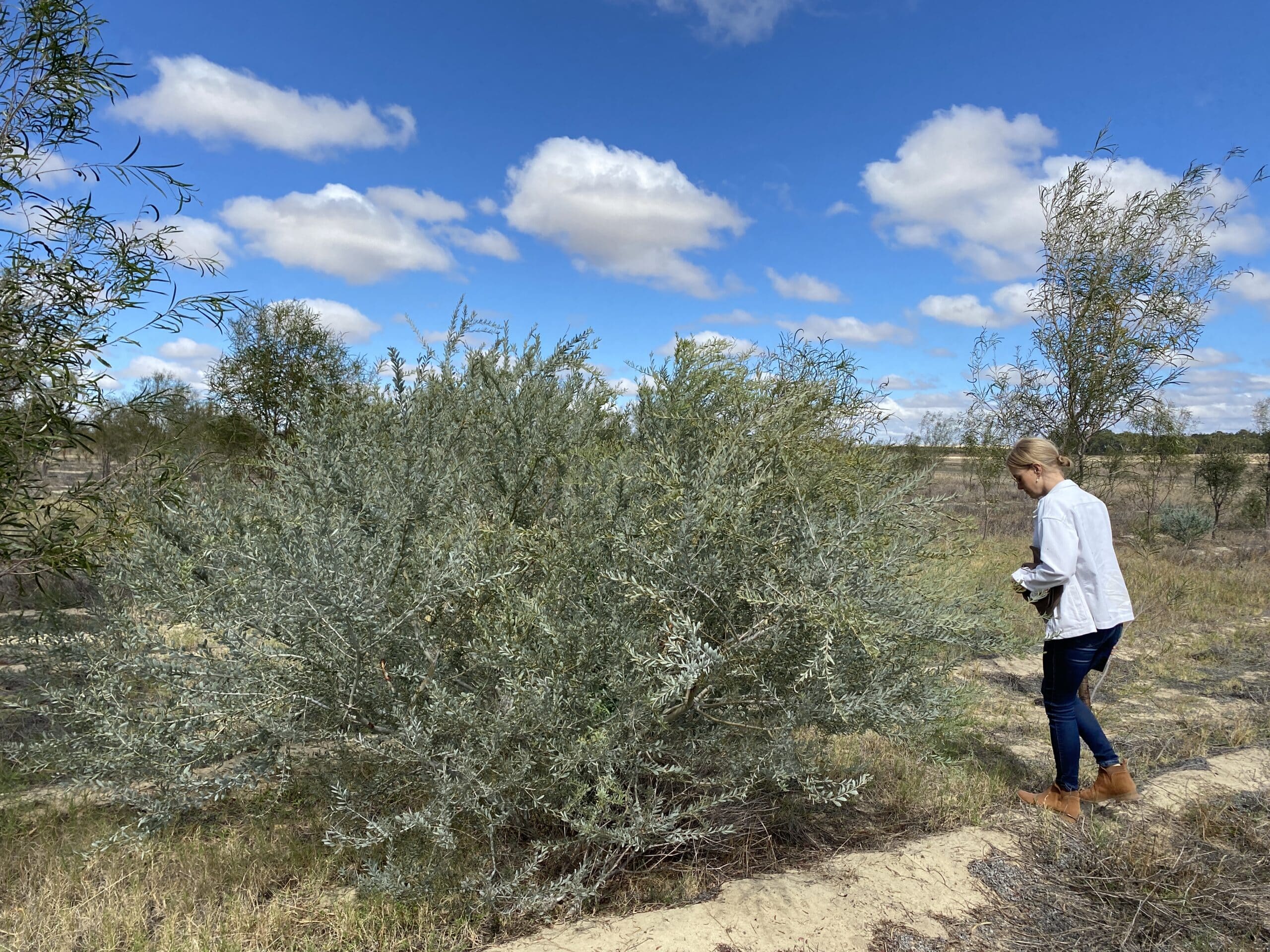 Woman standing next to an Acacia meisneri