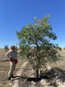 Man standing next to and look up at an Acacia microbotrya ('Manna wattle').