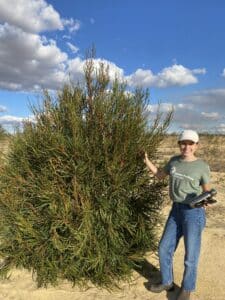 Woman smiling and standing next to a large Hakea multilineata ('Grass-leaved hakea').