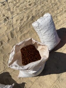Two bags of Sandalwood seeds for planting.