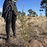 person standing behind a plant - Melaleuca cuticularis ('Saltwater paperbark')