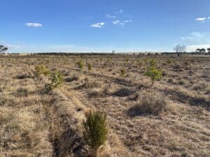 Planting rows of Melaleuca and Eucalyptus species.