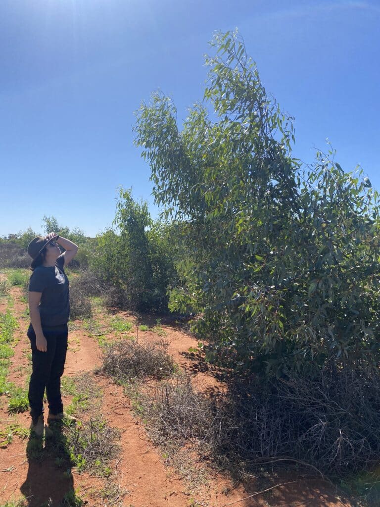 Woman next to a Tree monitoring growth at native planting site