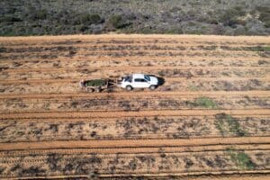 Drone image of ute with trailer full of seedings in planting rows