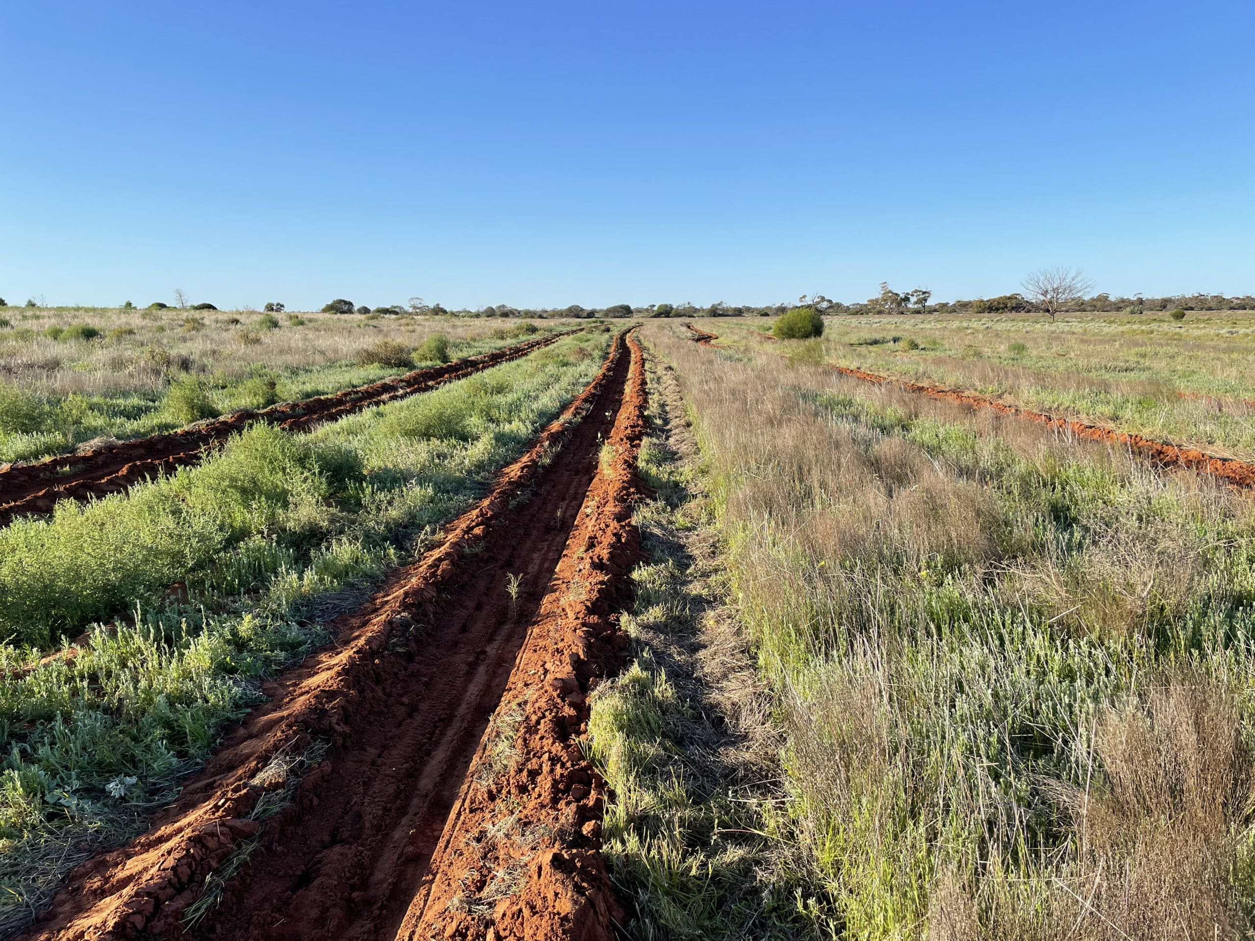 Ripped lines for infill planting on the red soil area.