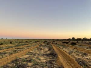 Sunset over the yellow soil planting area.