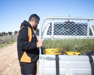 Man filling up his bucket with seedlings from the back of a ute tray