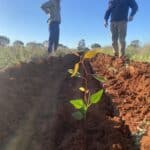 Little seedlings planted in red dirt planting row