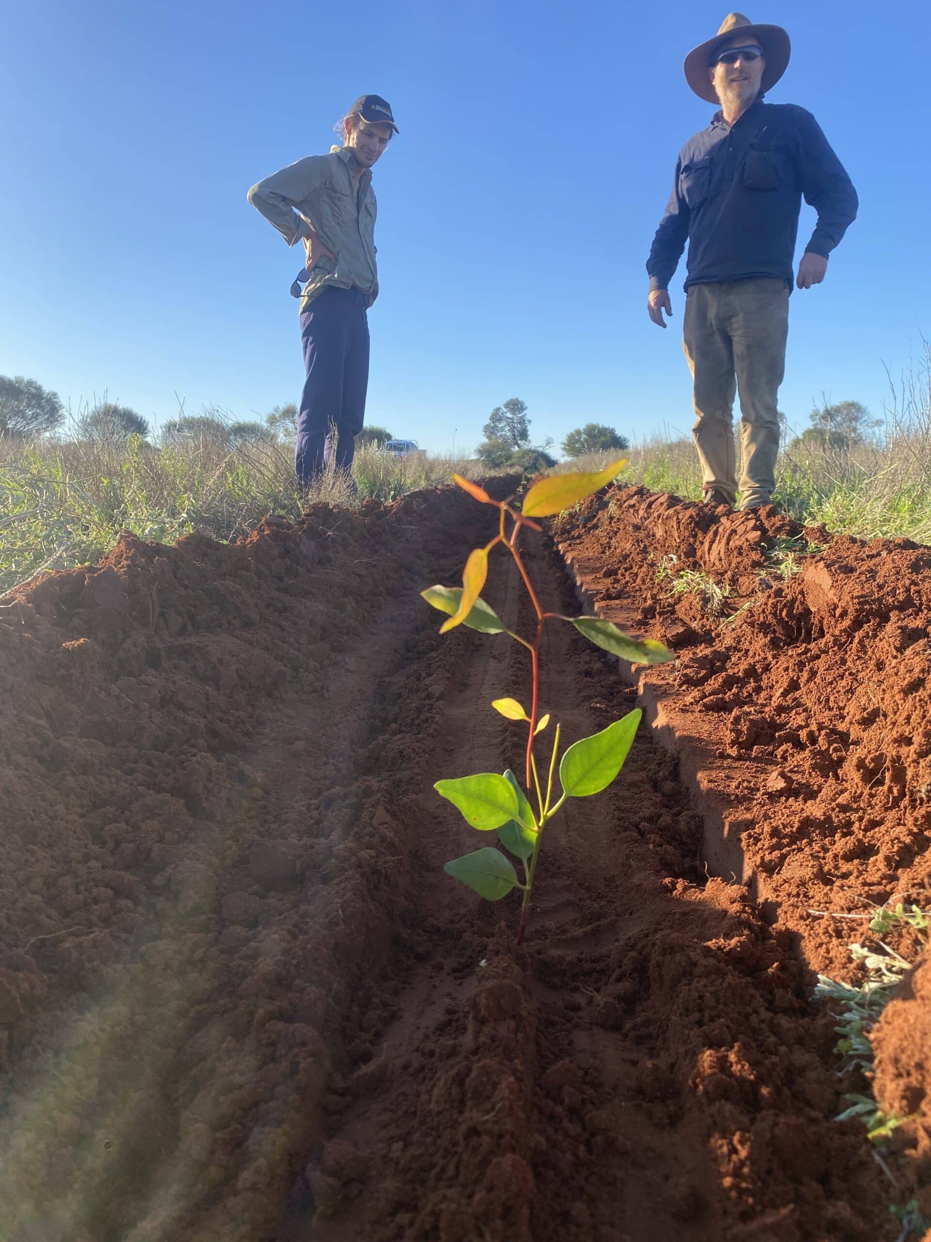 Little seedlings planted in red dirt planting row