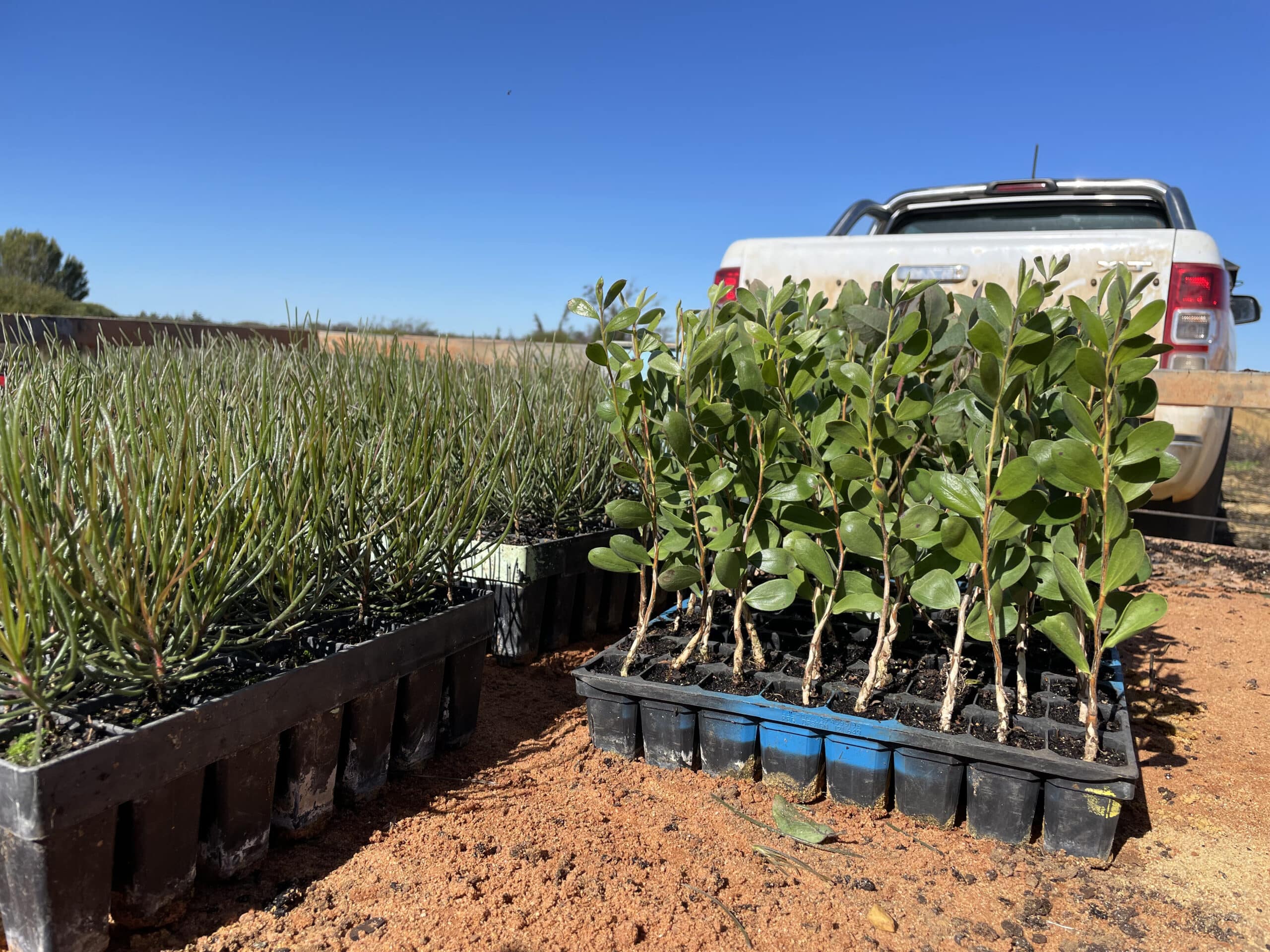 Calothamnus and Lamarchea seedling trays on the ground.