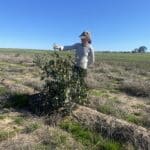 woman admiring a Eucalytpus tree in planting row