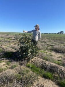 woman admiring a Eucalytpus tree in planting row