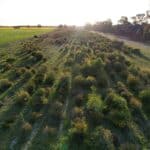 Angled down drone image of trees growing in planting rows with afternoon sun shining down on the trees.