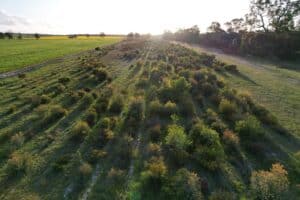 Angled down drone image of trees growing in planting rows with afternoon sun shining down on the trees.