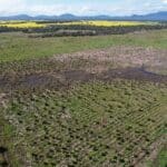 Drone shot of established plants in planting rows