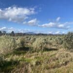 Atriplex and other salt-tolerant plants growing in planting rows with weeds in between and mountain range in background.