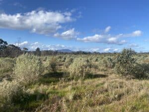 Atriplex and other salt-tolerant plants growing in planting rows with weeds in between and mountain range in background.