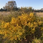 Flowering Acacia pulchella ("Prickly moses").