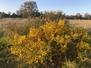 Flowering Acacia pulchella ("Prickly moses").