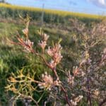 Flowering Hakea lissocarpha ("Honey bush").