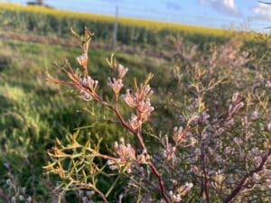 Flowering Hakea lissocarpha ("Honey bush").