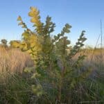 Thriving Banksia grandis ("Bull banksia").