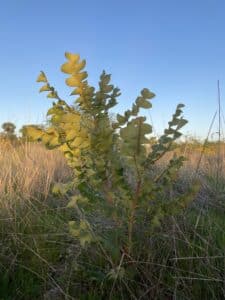 Thriving Banksia grandis ("Bull banksia").