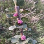 Hakea cucullata ("Hood-leaved hakea") beginning to flower.