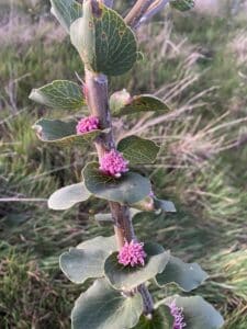 Hakea cucullata ("Hood-leaved hakea") beginning to flower.